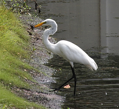 [Left side view of the egret stepping out of the water. It has a fish that's 4-6 inches long tucked between the two halves of its bill near the tip of the bill.]